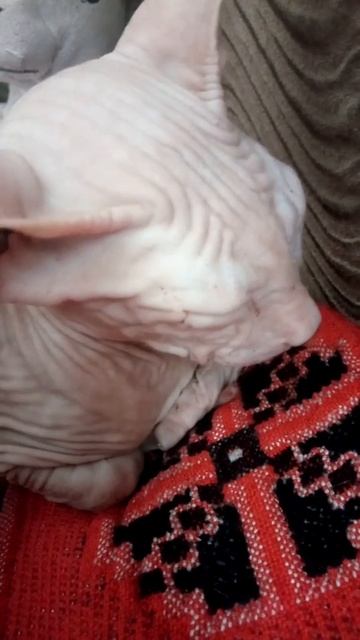 Сфинкс мурлычет. Коты, кошки, котики, котята. смотреть онлайн