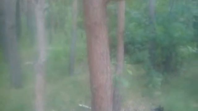 Собака псих смотреть онлайн