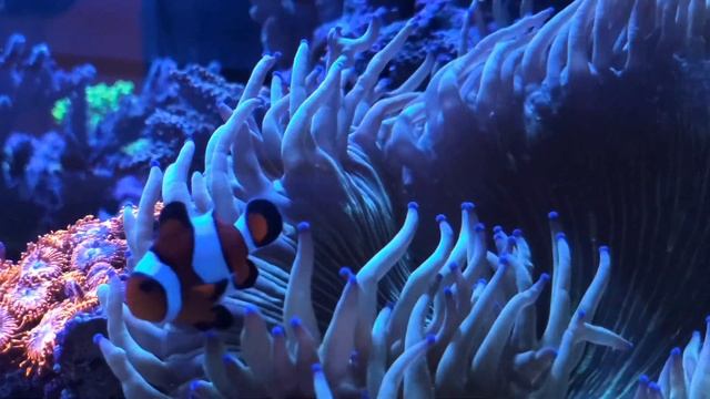 Amphiprion ocellaris - Clownfish enjoying elegance coral, red sea reefer 250 coral reef aquarium смотреть онлайн