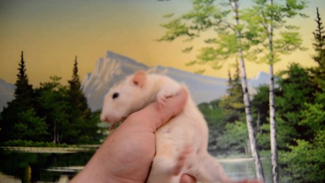 Крыска Василиска смотреть онлайн