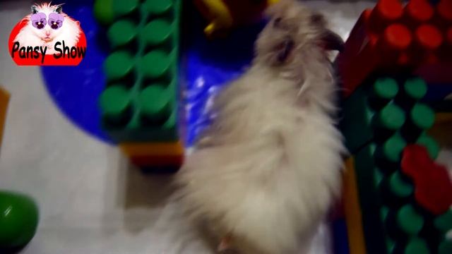 Хома в деле/Hamster in action. смотреть онлайн