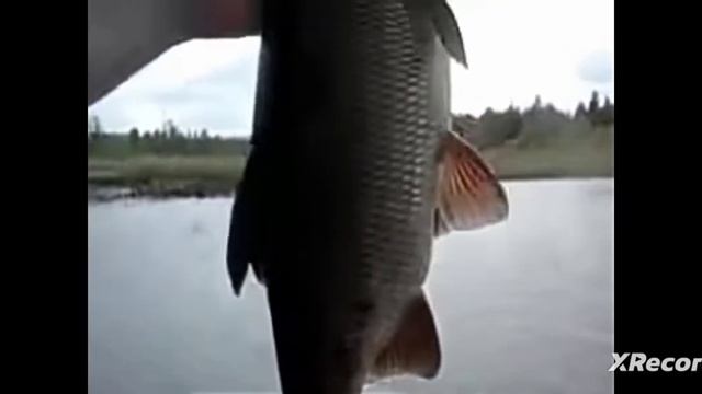 яяяяяяясь🤣🤣🤣🤣🤣 смотреть онлайн