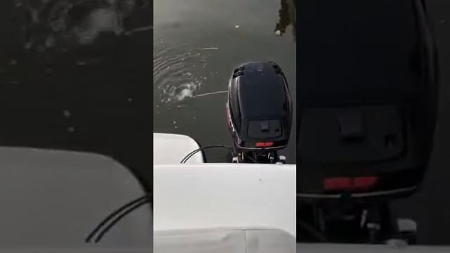 Bayliner 242 Cierra express 2005-kicker start up смотреть онлайн