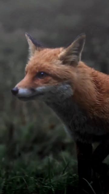 Beautiful fox 🦊 #nature #animals #fox #relaxing #music ￼ смотреть онлайн