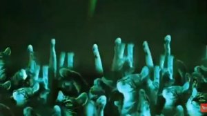 дискотека кошек