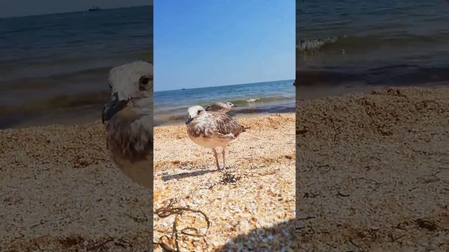 чайки подходят близко. пляж счастливцево смотреть онлайн