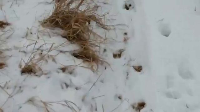 Охота с собаками на зайца 23-24 смотреть онлайн