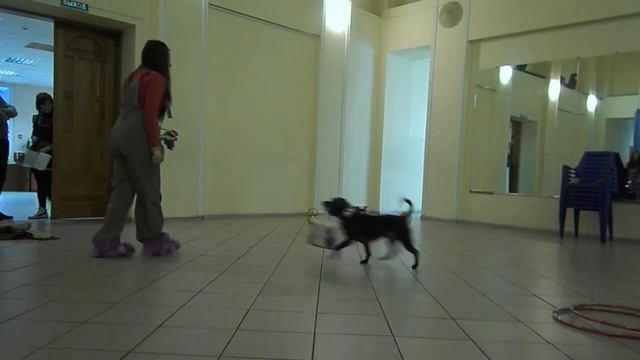 Дрессировка цирковая Бердск смотреть онлайн