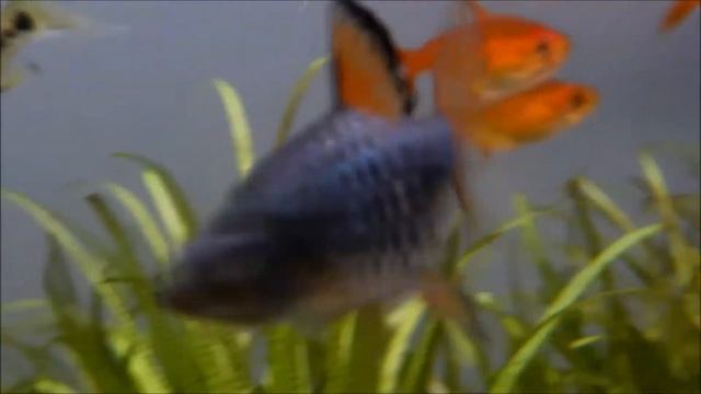 チェッカーバルブ Checkered barb (Puntius oligolepis) смотреть онлайн