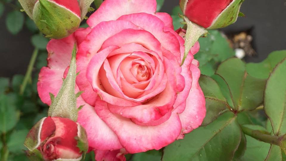 Обзор роз. 30.09.2024 г.