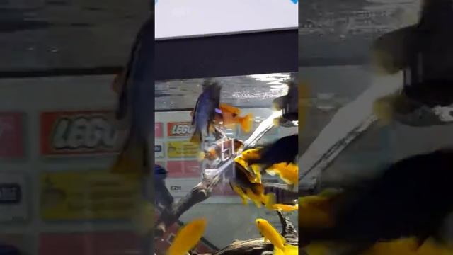 20170207 162651 смотреть онлайн