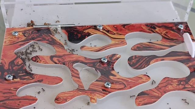 Муравьиная ферма смотреть онлайн