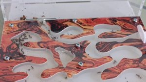 Муравьиная ферма