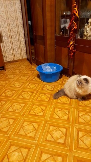 Боцман разволновался!!! Шиншилла Боцман. смотреть онлайн