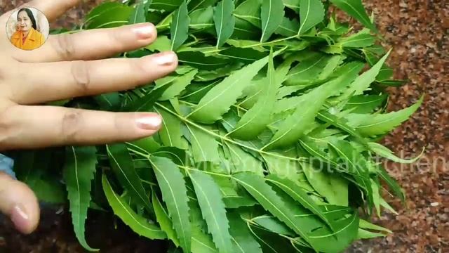 चावल को कीड़ों से बचाने एवं उन्हें सालों सालों तक स्टोर करने के चार अनोखे तरीके How kill Rice Bugs смотреть онлайн