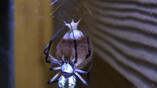 time-lapse: spider egg sac смотреть онлайн