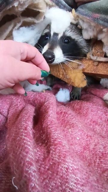 лёгкий перекус #помощьбездомнымживотным #ямыилюша #анапа #енотилюша #reels #raccoon смотреть онлайн