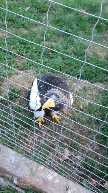 клюнет такая птичка, мало не покажеться! #белоплечий орлан смотреть онлайн