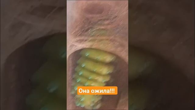 ОНА ОЖИЛА!!! ГИГАНТСКАЯ ГУСЕНИЦА ПАВЛИНОГЛАЗКИ! смотреть онлайн
