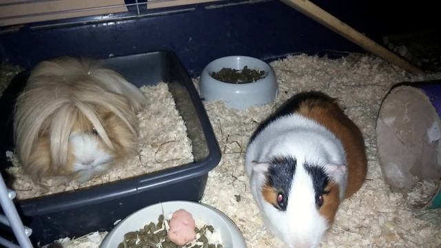 Guinea pig bedding || Sawdust OR fleece? смотреть онлайн