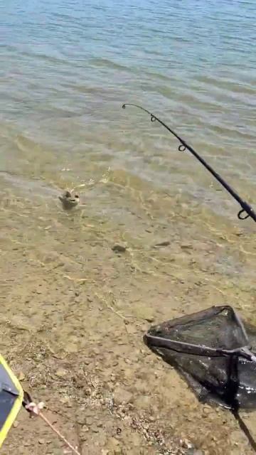 что за рыба? #fishing #рыбалка #carpfishing смотреть онлайн