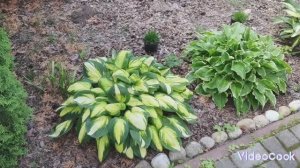 7. Хосты нашего сада. Хосты в ландшафте.