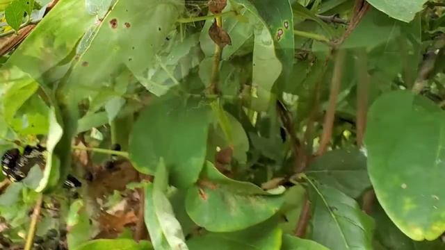 アケビコノハの幼虫 смотреть онлайн