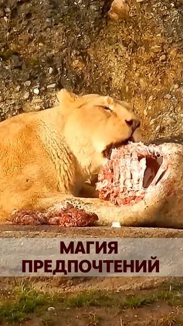 Магия предпочтений.The Magic of Preferences. смотреть онлайн
