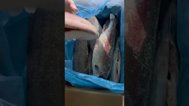 Форель Турция крупная обзор со склада 2