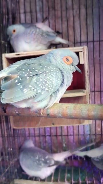 Beautiful Dove #diamonddove #dove #cagedove #birds #youtubeshorts #arwaaviary смотреть онлайн
