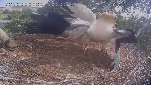 record 0000 0000 CH01 20200803150718 20200803150827 смотреть онлайн