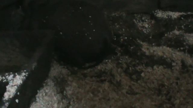 Лечим кабана грыжевика / We treat a boar of a heron смотреть онлайн