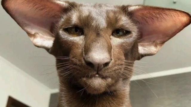 Самая лучшая порода кошек Оріентали. ♥️♥️♥️ смотреть онлайн