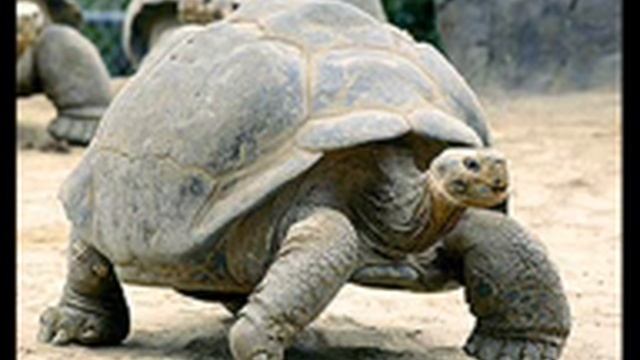 Portus The Tortoise- Never coming back смотреть онлайн