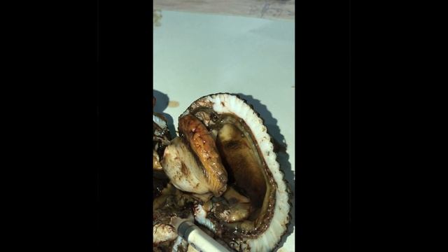 Anatomía- ANADARA TUBERCULOSA (concha Negra-prieta)