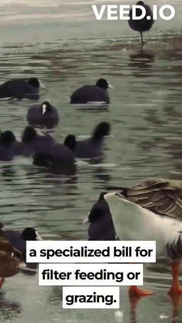 "Quacks and Waddles: The Enchanting World of Ducks"🦆🌊😍 смотреть онлайн