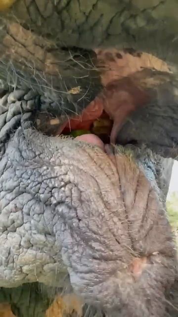 BUBBLES FAVORITE FOOD! смотреть онлайн