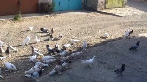 Ленинаканские бойные голуби