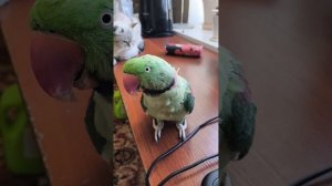 Александрийский попугай и кошка.