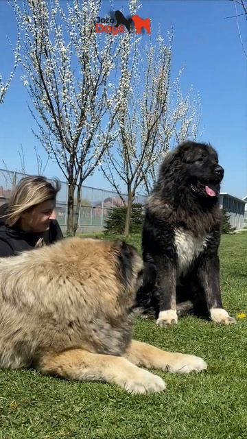 Cuddly guardians 🧸 смотреть онлайн