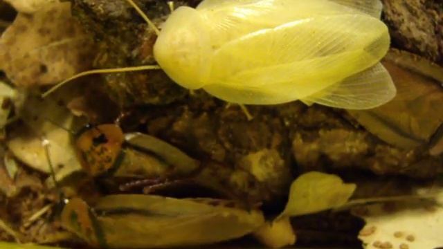 Eublaberus .avi смотреть онлайн