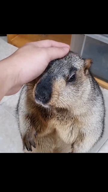 funny marmot and cute videos marmotte смотреть онлайн