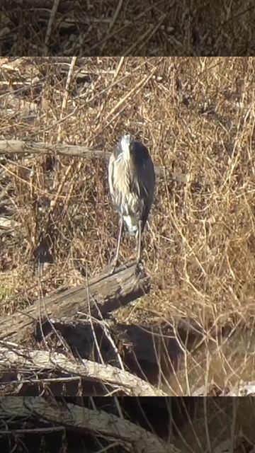 I had never seen the blue heron do this before смотреть онлайн