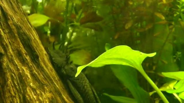 My Aqva AncistrusSleep Sharck Bocia смотреть онлайн