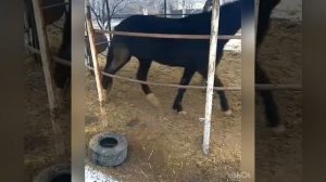 ТУЛПОР ТУЛПОР 👍👍🐎