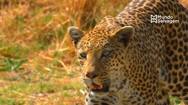 IMPRESSIONANTE LEOPARDO É ATACADO POR LEÕES смотреть онлайн