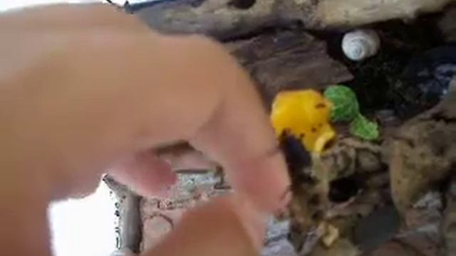 Perotis lugubris, Akis sansi, Blaps mucronata, Oodes helopioides смотреть онлайн