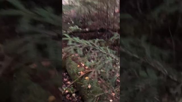 Охота с лайкой на барсука смотреть онлайн