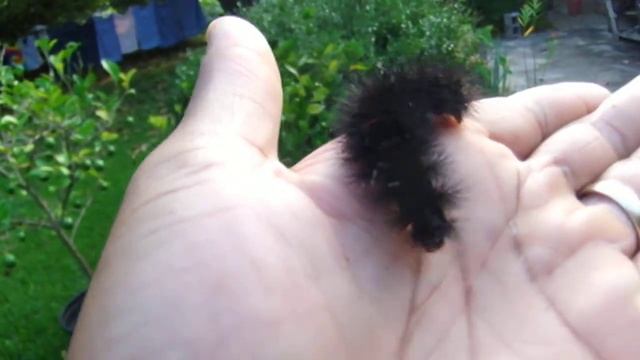 Giant Leopard Moth caterpillar (Hypercompe scribonia) смотреть онлайн