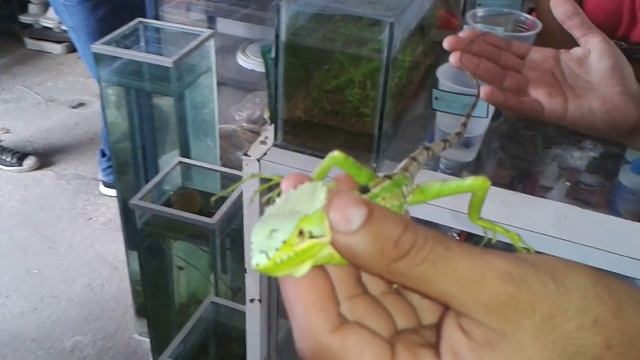 Basilisco verde смотреть онлайн